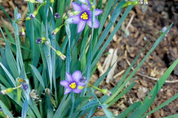 Sisyrinchium- Blue Eyed Grass