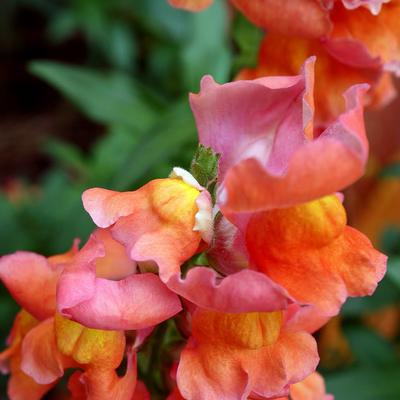 Snapdragon- 4 Packs