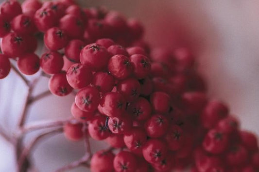 Sorbus- Showy Mountain Ash - 10 Gallon