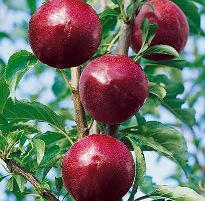Superior Plum