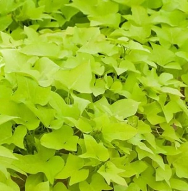 Potato Vine - Lime - 4" Accents