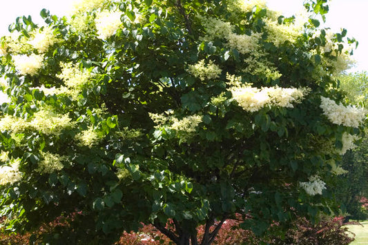 Syringa- Japanese Tree Lilac -White : 10 Gallon