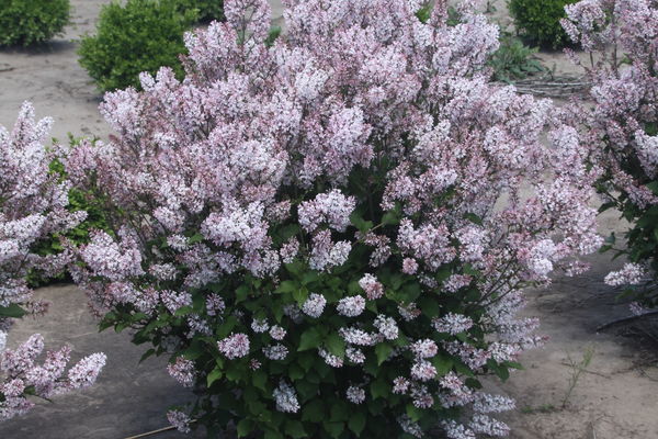 Dream Cloud™ Manchurian Lilac
