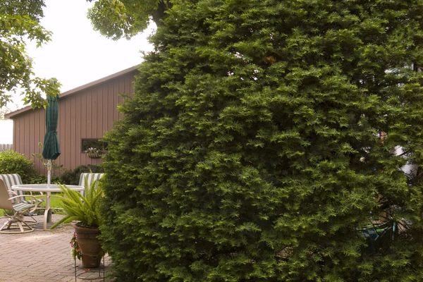 Taxus - Upright Japanese Yew