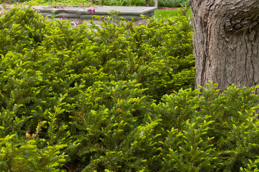 Taxus- Taunton Spreading Yew