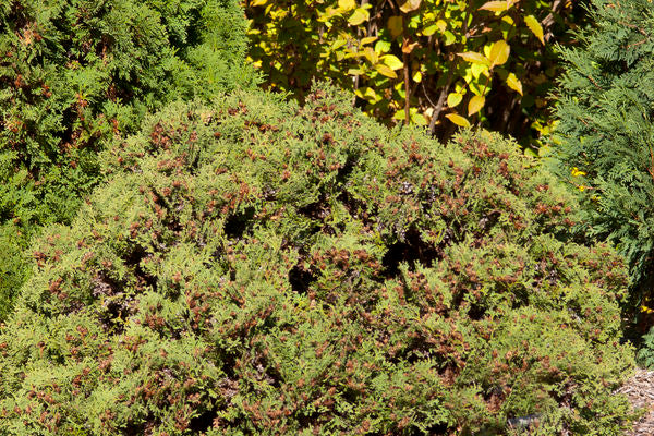 Thuja - Hetz Midget Arborvitae-5 Gallon