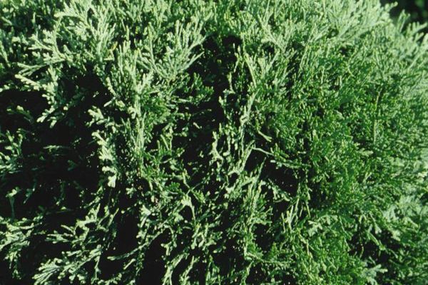 Thuja - Hetz Midget Arborvitae-5 Gallon