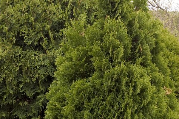 Thuja - Holmstrup Arborvitae #5