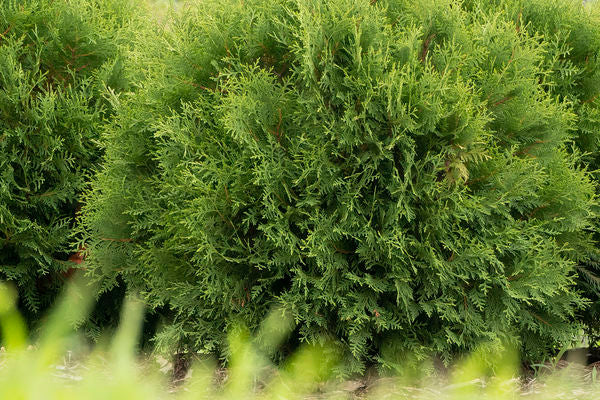 Planet Earth Arborvitae