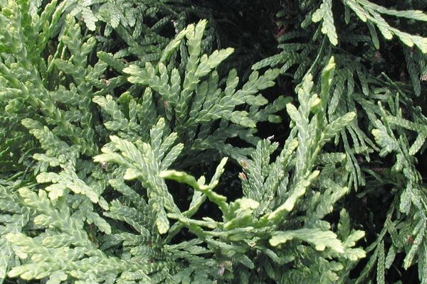 Thuja- Pyramidal Arborvitae-3' : 5 Gallon