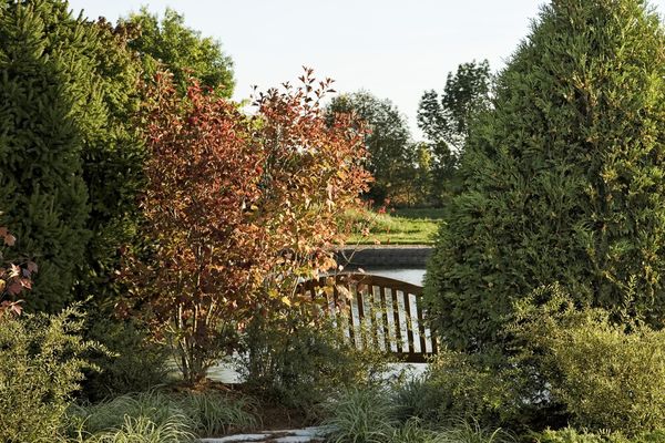 Techny Arborvitae-2 Gallon