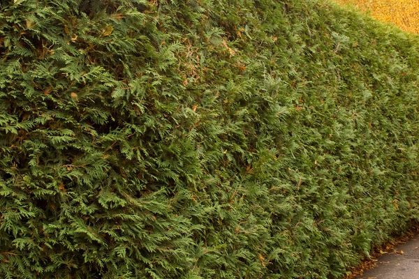 Thuja- Techny Arborvitae-3' : 5 Gallon