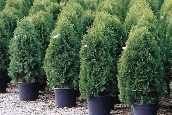 Thuja- Techny Arborvitae-3' : 5 Gallon