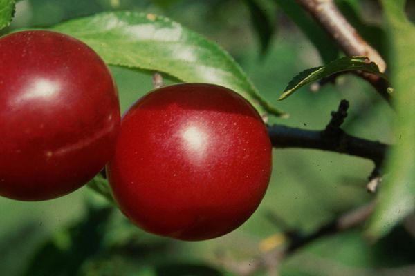 Prunus- Toka Plum Tree-5 Gallon