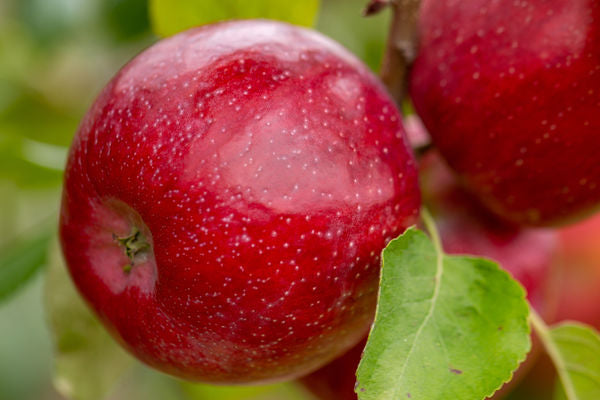 Triumph™ Apple