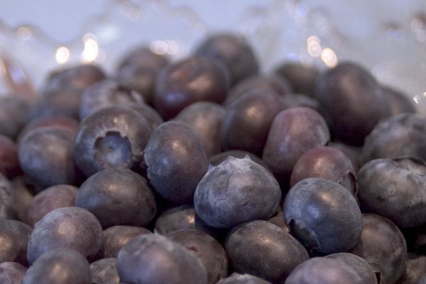 Northblue Blueberry - 8 Cell