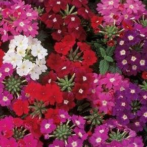 Verbena- 4 Packs
