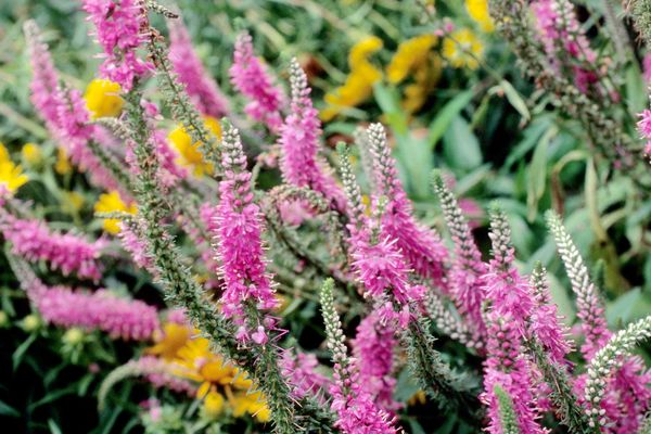 Veronica- Red Fox Speedwell