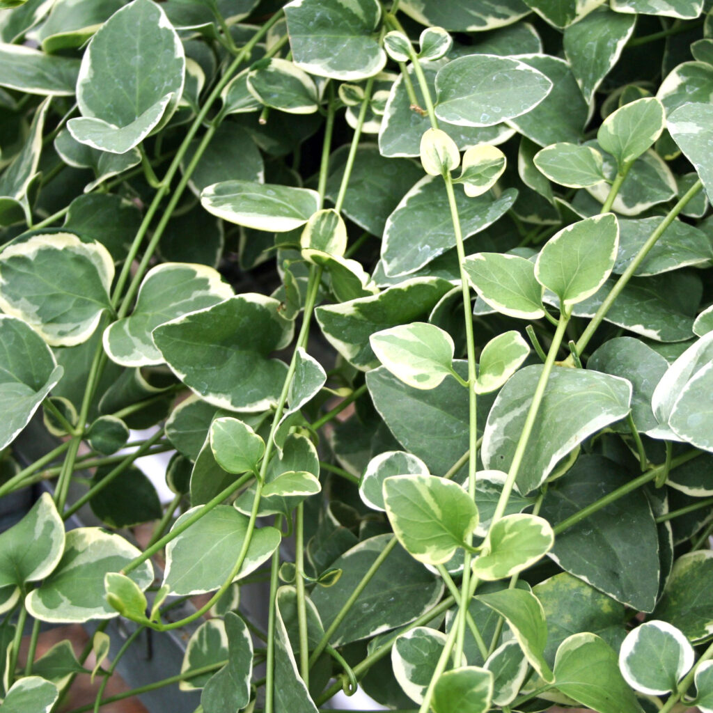 Vinca Vine- 4" Accents