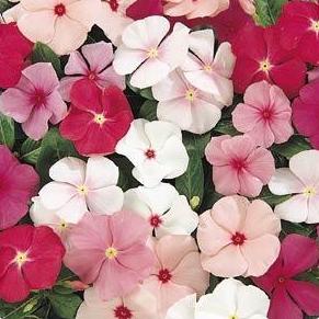 Vinca- 4 Packs