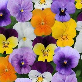 Viola- 4 Packs