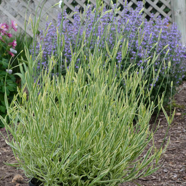 platinum blonde lavender seeds Lavender - Platinum Blonde