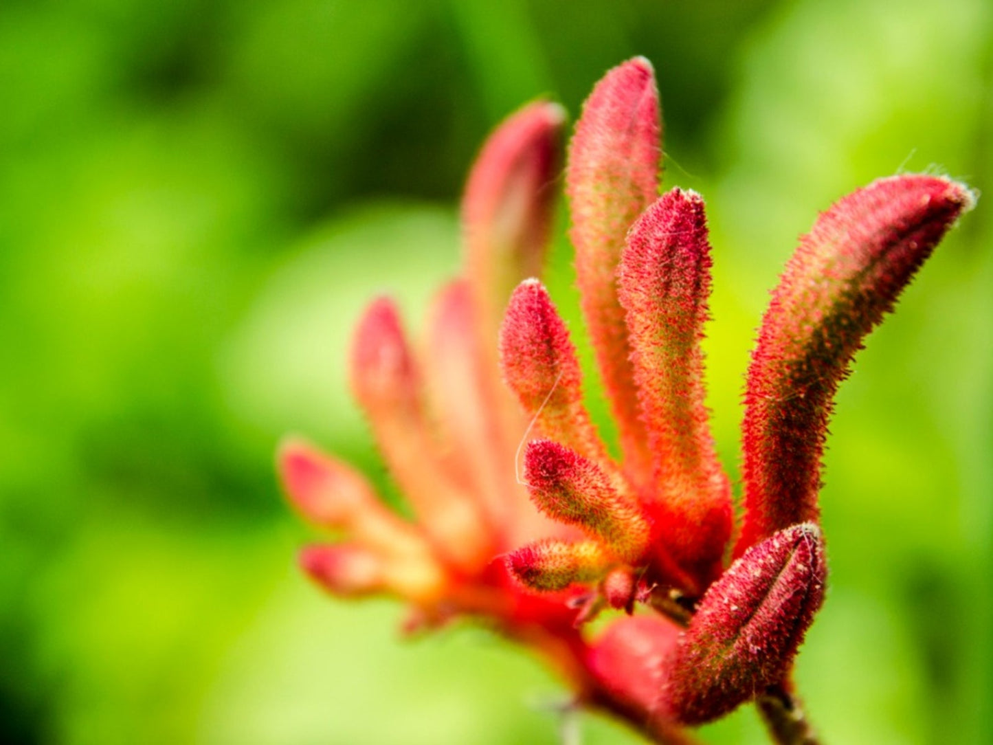 Kangaroo Paws- 1 Gallon Tropicals