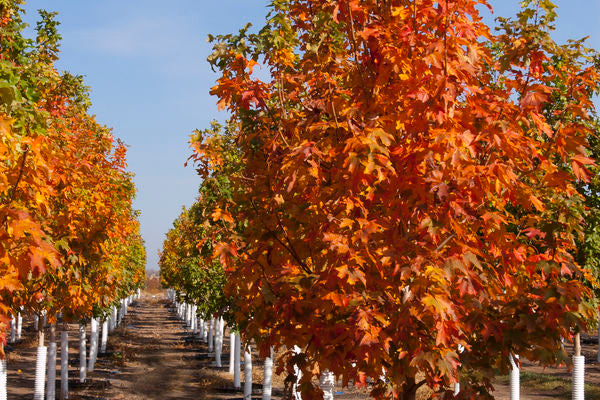 Maple- Fall Fiesta Sugar Maple-25 Gallon : 1-1/4"