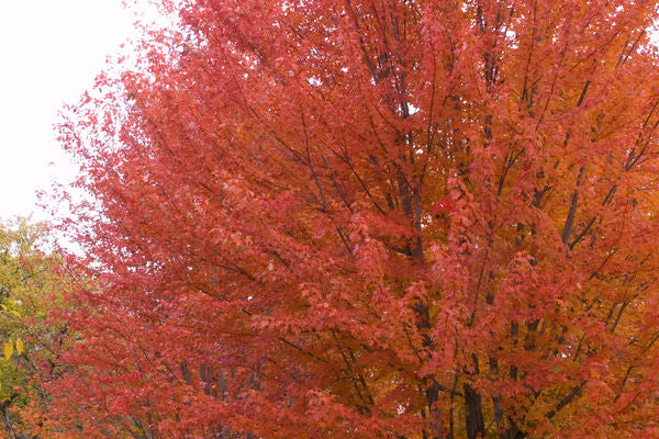 Maple- Autumn Blaze Maple 10 Gallon-1"
