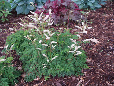 Aruncus aethusifolius- Dwarf Goatsbeard