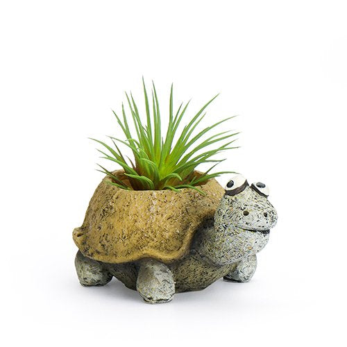 tortoise succulent planter Preston Baby Tortoise Mini Planter