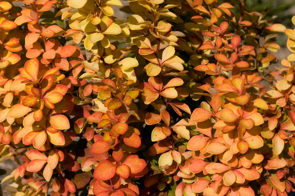 Sunjoy Gold Pillar Barberry-2 Gallon