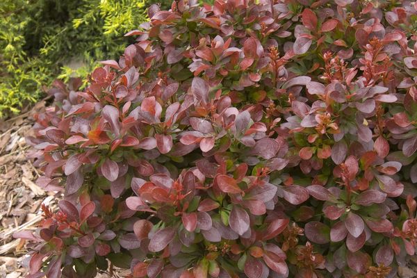 Berberis- Cabernet Barberry