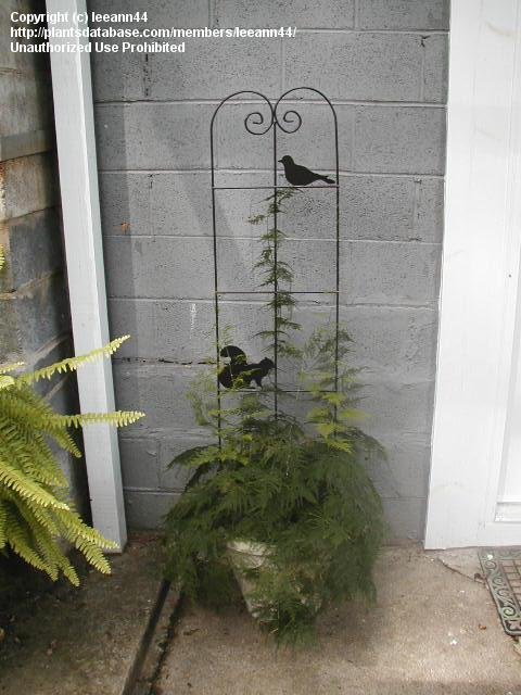 Plumosa - 4" Accents