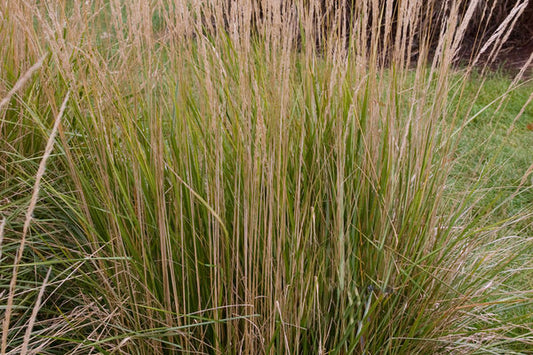 Calamagrostis acutiflora- Avalanche Feather Reed Grass