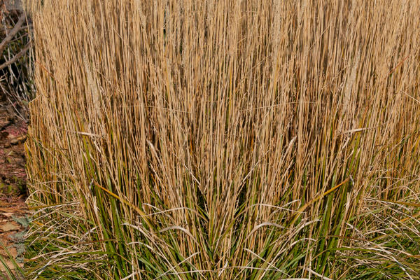 Calamagrostis acutiflora - Karl Foerster Feather Reed Grass