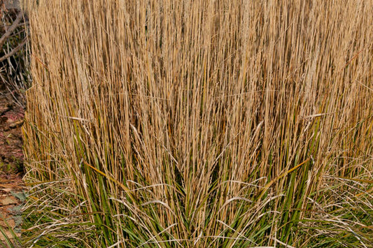 Calamagrostis acutiflora - Karl Foerster Feather Reed Grass