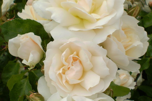 Easy Elegance Champagne Wishes-white