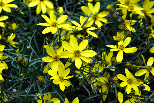 Mayo Clinic Flower of Hope™ Threadleaf Coreopsis
