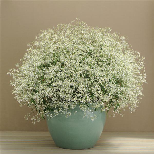 Euphorbia White - 5" Fancy