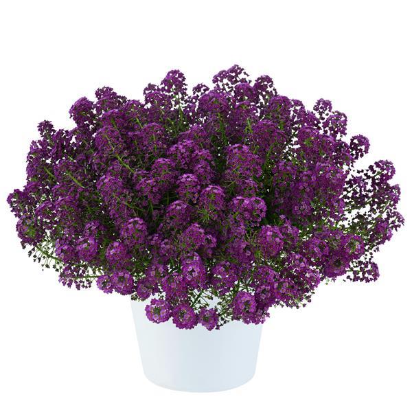 Lobularia - Purple Stream- 5" Fancy