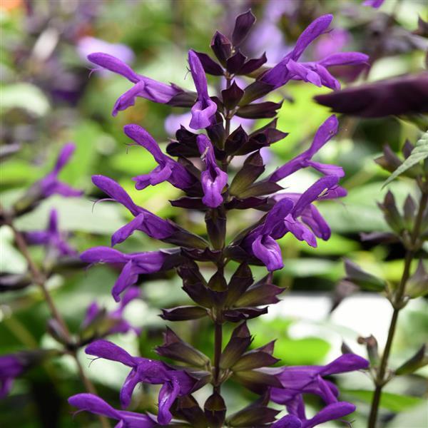 Salvia - Purple in Bloom - 5" Fancy