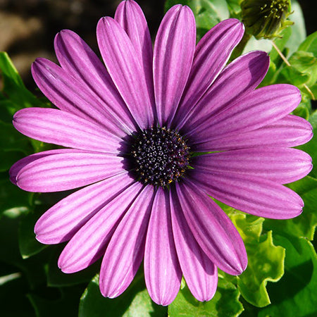 Gerbera- 5" Fancy