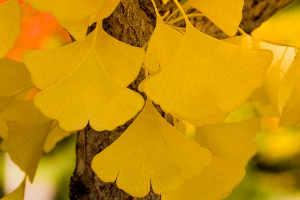 Ginkgo- Autumn Gold Ginkgo
