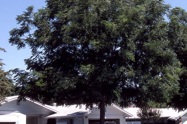 Gymnocladus- Espresso™ Kentucky Coffeetree