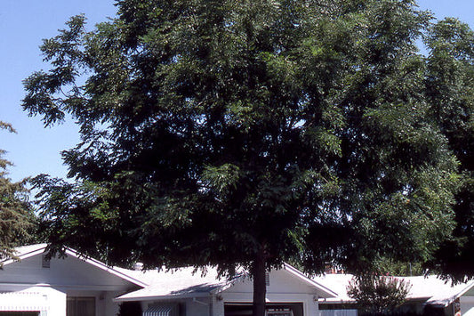 Gymnocladus- Espresso™ Kentucky Coffeetree