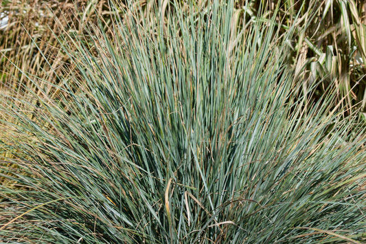 Helictotrichon sempervirens - Sapphire Blue Oat Grass
