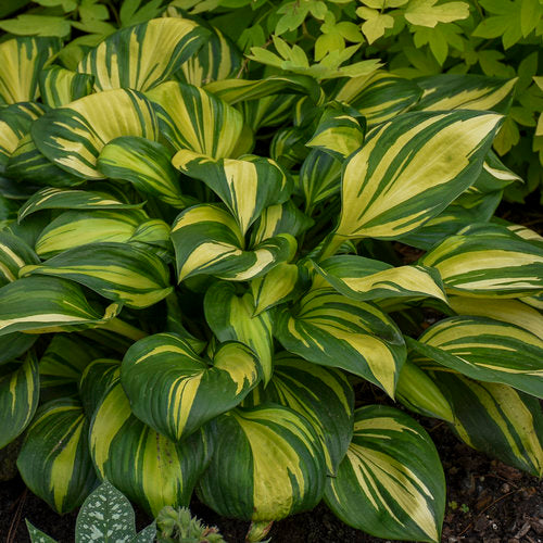 Hosta - Rainbow's End