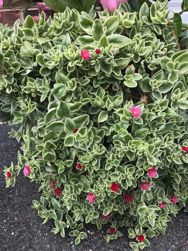 mezzo succulent plant Dorotheanthus Mezoo