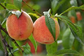Prunus- Contender Peach-10 Gallon